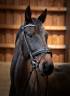Caballo castrado KWPN Caballo de Deporte Neerlandés En venta 2010 Bayo por UNITED