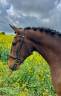 Caballo castrado Lusitano En venta 2019 Bayo por Indigo LBA