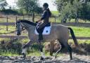 Yegua Lusitano En venta 2020 Tordo por Jasmim plus