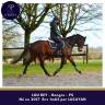Caballo castrado Pura Sangre En venta 2017 Bayo