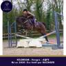 Caballo castrado AQPS En venta 2020 Bayo