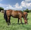 Yegua Silla Francés En venta 2019 Bayo moreno por MYLORD CARTHAGO