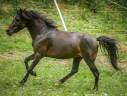 Hoock de Chambon - AES Anglo European Studbook 2017 por Lupy Shaahyn