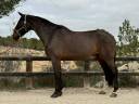 CABALLO DE SALTO EN VENTA