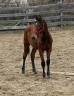 Caballo castrado Silla Francés En venta 2024 Bayo por Apardi