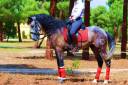 8YO GELDING PRE OUT OF THE BEST BLOODLINES..AVAILABLE X