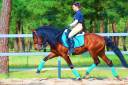 9yo PRE - PSG / INTER I LEVEL - AVAILABLE FOR ANY RIDER