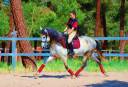 11YO PRE, QUALITY MOVER, EXCELLENT CHARACT CLEAR XRAYS
