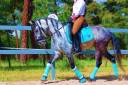 11YO GELDING PRE PONY, VERY HANDSOME, CLEAN XRAYS