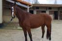 Caballo castrado Silla Francés En venta 2020 Bayo por ARMITAGE BOY