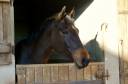 Caballo castrado KWPN Caballo de Deporte Neerlandés En venta 2020 Bayo moreno por Sam R