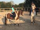 Yegua BWP Caballo de Sangre Belga En venta 2017 Pío