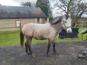 Caballo castrado PFS Poni Françés de Silla En venta 2020 Tordo por JOKER DES LANDES