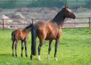 Yegua de ganadería Silla Francés En venta 2013 Bayo por UTRILLO VD HEFFINCK