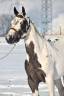 Yegua Paint Horse En venta 2021 Pinto