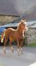 Caballo castrado New Forest En venta 2024 Alazán por KHAN COLORDREAM