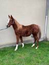 Caballo castrado Silla Francés En venta 2023 Alazán por ROY DE LA VALLEE