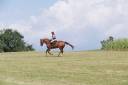 Yegua KWPN Caballo de Deporte Neerlandés En venta 2012 Alazán por vigaro