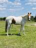 Caballo castrado PFS Poni Françés de Silla En venta 2023 Pío por Kou de Coeur de Corbion (AES)