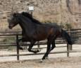 Caballo entero PRE Pura Raza Española En venta 2019 Bayo