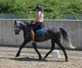 Yegua CDE Caballo Deporte Espanol En venta 2019 Tordo