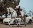 Caballo castrado Lusitano En venta 2013 Tordo