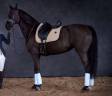 Yegua Silla Francés En venta 2012 Negro