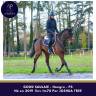 Caballo castrado Pura Sangre En venta 2019 Bayo por Joshua Tree