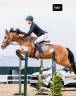 Caballo de Salto para alevín o amateur 