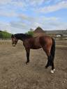 Caballo castrado AES Anglo European Studbook En venta 2022 Bayo por JOLI-COEUR II VD EIKHOEVE 