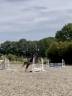 Yegua Welsh Poni (Sección B) En venta 2019 Bocifuego por Priestwood Gigolo