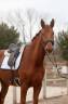 Caballo castrado Hannoveriano En venta 2020 Alazán