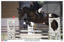 Caballo castrado Zangersheide En venta 2012 Bayo por CYRANO DU RUISSEAU Z