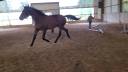 Caballo castrado Silla Francés En venta 2021 Bayo por COOPER VD HEFFINCK (DEU) HOLST 2004