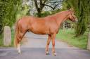 Caballo castrado Silla Francés En venta 2020 Alazán por CASHPAID J ET F (DEU)