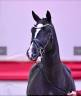 Caballo castrado KWPN Caballo de Deporte Neerlandés En venta 2021 Negro por VDL LIAMANT W
