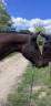 Caballo castrado Silla Francés En venta 2016 Bayo moreno por Picasso du Fleury