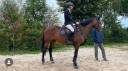 Yegua BWP Caballo de Sangre Belga En venta 2012 Bayo moreno por HAKIM OURAI