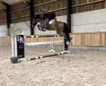 Caballo castrado sBs Caballo de Deporte Belga En venta 2019 Bayo por Pégase van’t Ruytershof