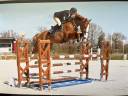 Caballo castrado Silla Francés En venta 2018 Alazán por UNTOUCHABLE