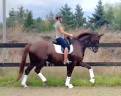 Caballo castrado Otra raza de Caballos En venta 2010 Alazán tostado