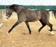 Caballo entero Cheval de Selle Italien En venta 2021 Tordo