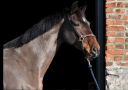 Yegua Otra raza de Caballos En venta 2016 Bayo por Caraoki