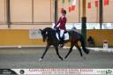 Caballo castrado Poni de Silla Alemán, Deutsches Reitpony En venta 2011 Bayo