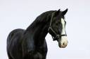Caballo entero Zangersheide En venta 2020 Negro por EL BARONE 111