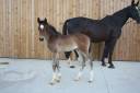 Yegua sBs Caballo de Deporte Belga En venta 2024 Bayo moreno por Dourkhan Hero Z