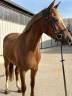 Caballo castrado Silla Francés En venta 2021 Pelo de vaca
