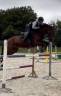Caballo castrado Silla Francés En venta 2016 Bayo por KANNAN