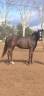 Yegua Silla Francés Donación 2004 Bayo moreno
