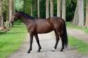 Caballo castrado Silla Francés En venta 2015 Bayo moreno por VIGO CECE